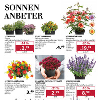 Dehner Prospekt Seite 3
