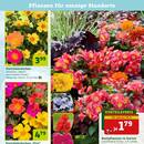 Pflanzen Kölle Prospekt - Blumen