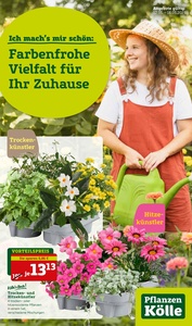Pflanzen Kölle Prospekt - Angebote ab 12.05.