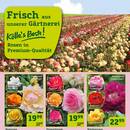 Pflanzen Kölle Prospekt Seite 2