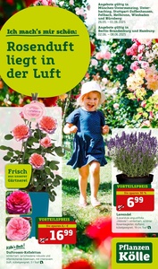 Pflanzen Kölle Prospekt - Rosenduft liegt in der Luft