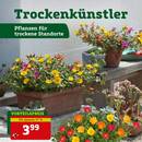 Pflanzen Kölle Prospekt Seite 2