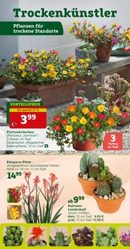 Pflanzen Kölle Prospekt - Angebote ab 16.06.