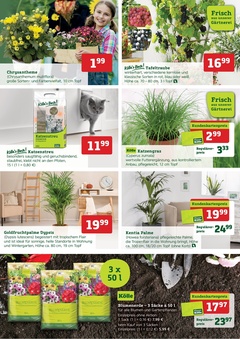 Pflanzen Kölle Prospekt - Die Besten Preise für Ihren Garten