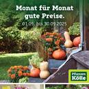 Pflanzen Kölle Prospekt - Blumen