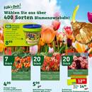 Pflanzen Kölle Prospekt - Blumen