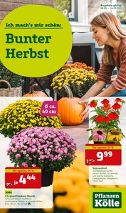 Pflanzen Kölle Prospekt - Bunter Herbst