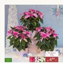 Pflanzen Kölle Prospekt Seite 2