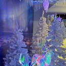 Pflanzen Kölle Prospekt Seite 2