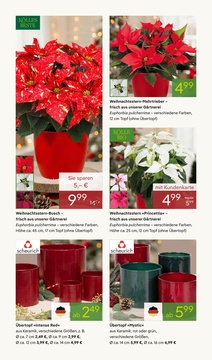 Pflanzen Kölle Prospekt - Adventsglanz - Seite 2