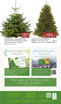 Pflanzen Kölle Prospekt - Adventsglanz