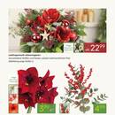 Pflanzen Kölle Prospekt Seite 2