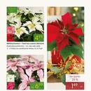 Pflanzen Kölle Prospekt Seite 3