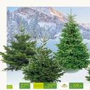 Pflanzen Kölle Prospekt Seite 2