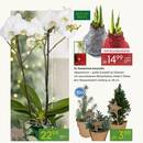 Pflanzen Kölle Prospekt - Blumen