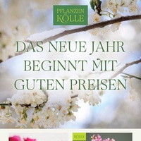 Pflanzen Kölle Prospekt - Blumen