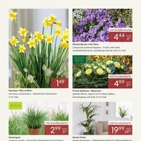 Pflanzen Kölle Prospekt Seite 2