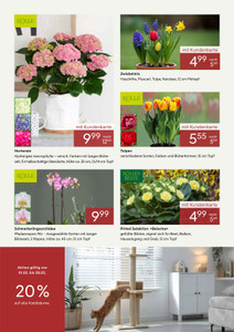 Pflanzen Kölle Prospekt - Februar 2026 - Seite 2