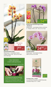 Pflanzen Kölle Prospekt - Valentinstag 2026