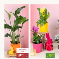 Pflanzen Kölle Prospekt Seite 2