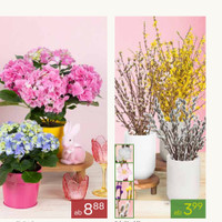 Pflanzen Kölle Prospekt Seite 3