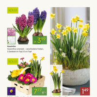 Pflanzen Kölle Prospekt - Blumen