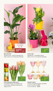 Pflanzen Kölle Prospekt - Weltfrauentag - Seite 2