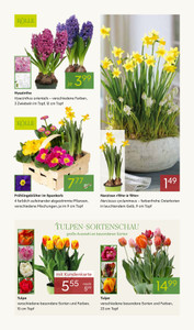 Pflanzen Kölle Prospekt - Weltfrauentag
