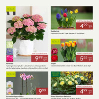 Pflanzen Kölle Prospekt - Blumen