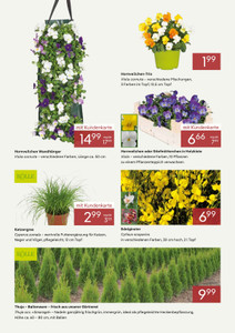 Pflanzen Kölle Prospekt - März 2026 - Seite 2