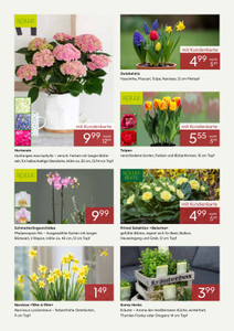 Pflanzen Kölle Prospekt - März 2026