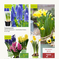 Pflanzen Kölle Prospekt - Blumen