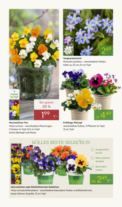 Pflanzen Kölle Prospekt - Frühlingserwachen - Seite 2