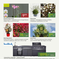 Pflanzen Kölle Prospekt Seite 2