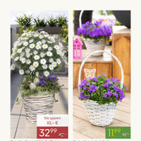 Pflanzen Kölle Prospekt - Blumen