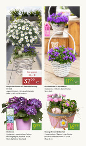 Pflanzen Kölle Prospekt - Blühende Osterzeit - Seite 2