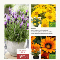 Pflanzen Kölle Prospekt Seite 2