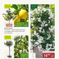 Pflanzen Kölle Prospekt Seite 3