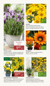 Pflanzen Kölle Prospekt - Frühlingsfreude - Seite 2