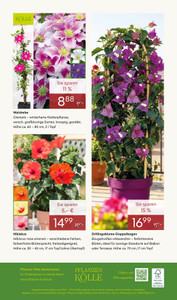Pflanzen Kölle Prospekt - Frühlingsfreude