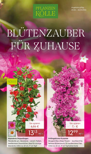 Pflanzen Kölle Prospekt - Blütenzauber für Zuhause