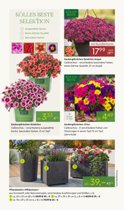 Pflanzen Kölle Prospekt - Blütenzauber für Zuhause - Seite 2