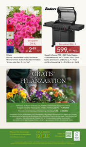 Pflanzen Kölle Prospekt - Blütenzauber für Zuhause