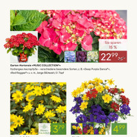 Pflanzen Kölle Prospekt Seite 3