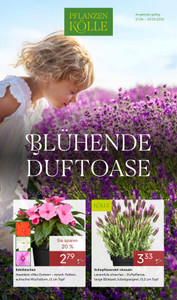 Pflanzen Kölle Prospekt - Blühende Duftoase