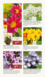 Pflanzen Kölle Prospekt - Blühende Duftoase - Seite 2