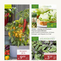 Pflanzen Kölle Prospekt - Obst & Gemüse