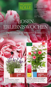 Pflanzen Kölle Prospekt - Rosen-Erlebniswochen