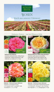 Pflanzen Kölle Prospekt - Rosen-Erlebniswochen - Seite 2