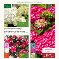 Pflanzen Kölle Prospekt - Blumen